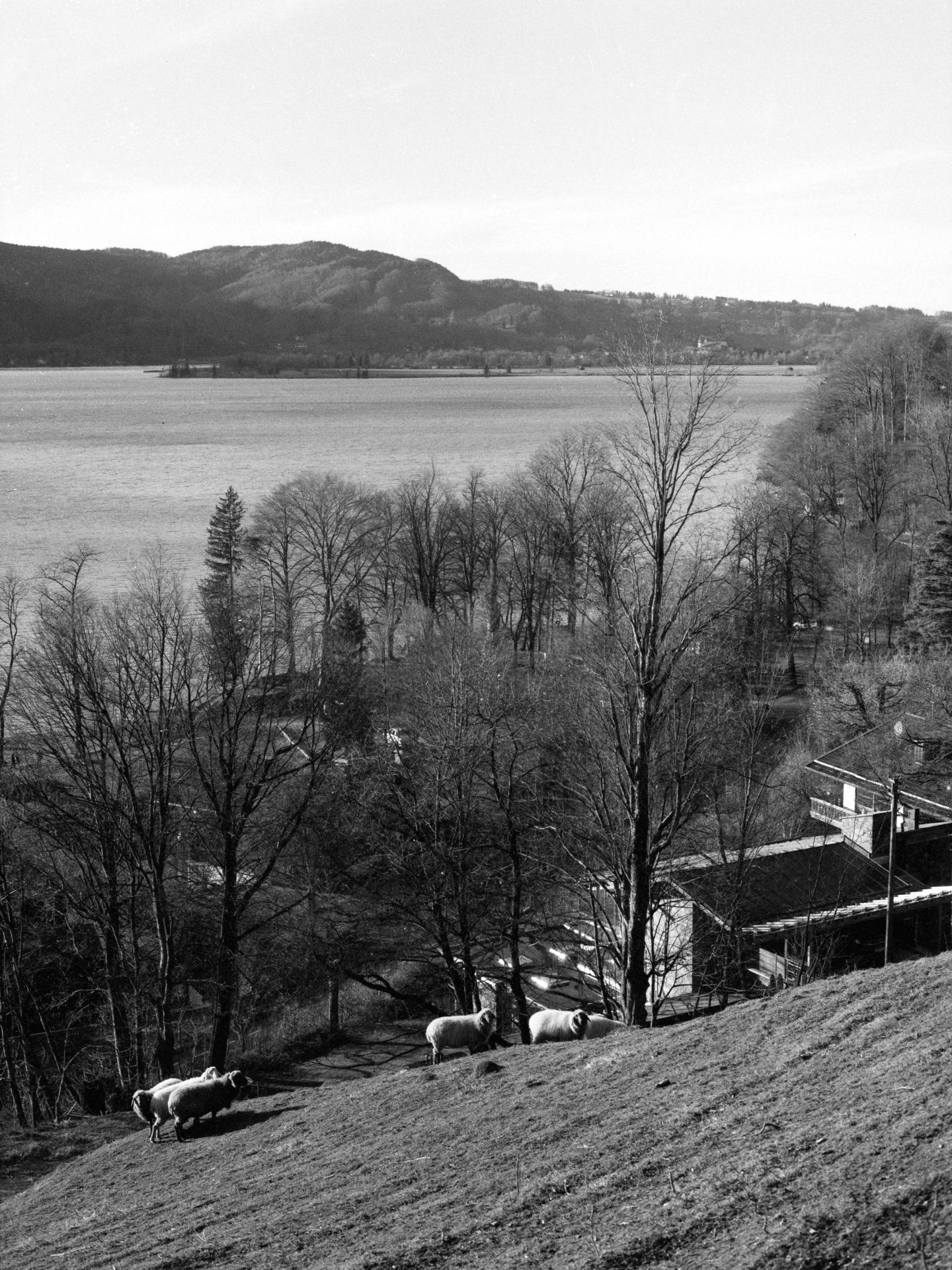 Thumbnail /2022 Krün/Staffelsee Schaafe.jpg